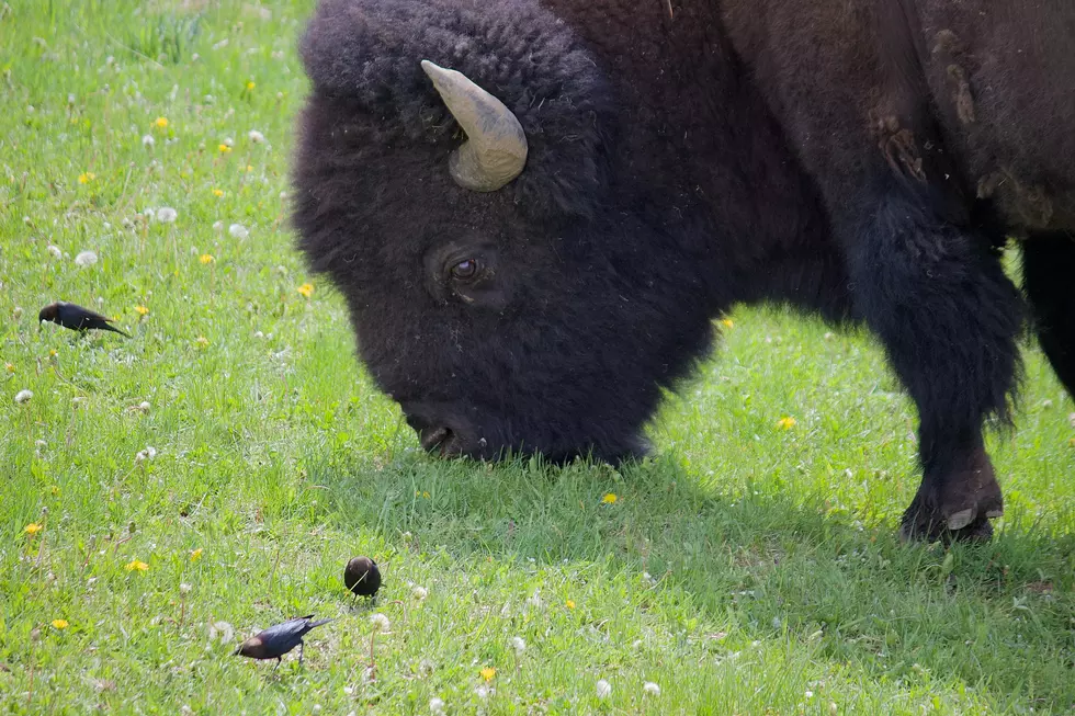 Happy National Bison Day, Wyoming!