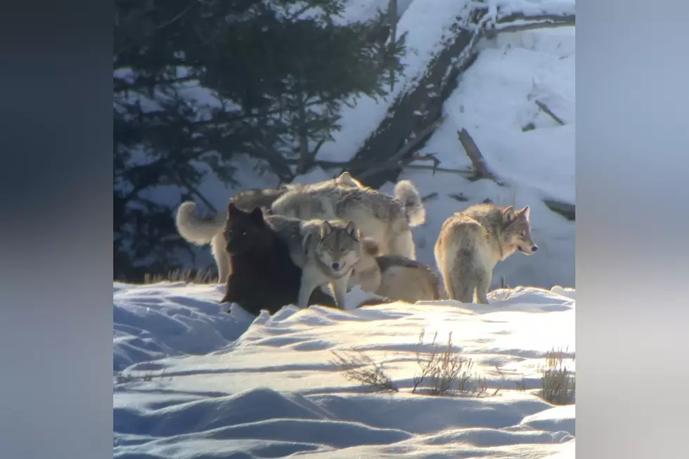 This Yellowstone Wolf Pack Appears Ready for Valentine’s Day