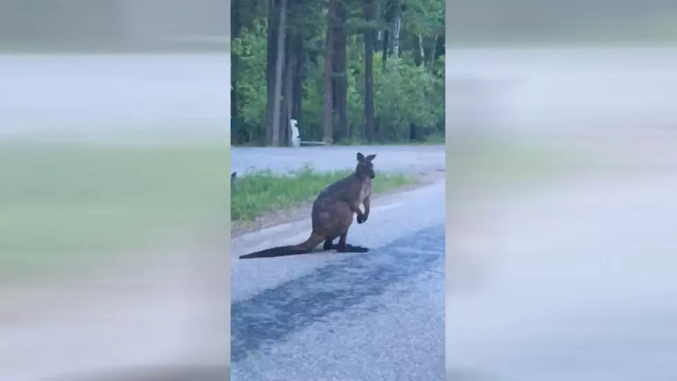 Woman Shares Video of a Kangaroo in Montana – Yes, a Kangaroo