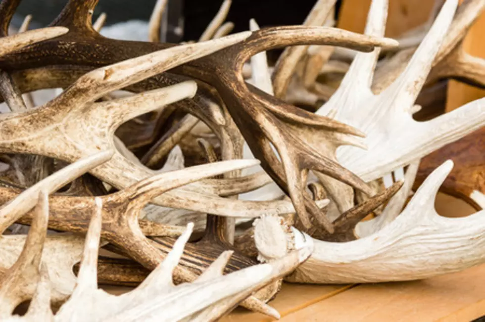 What Effect Does The Disease E.H.D. Have On Wyoming Hunting?