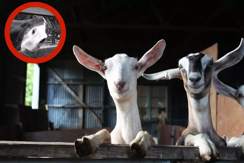 This Animal Video Would Be Really Odd In Most States, Not Wyoming