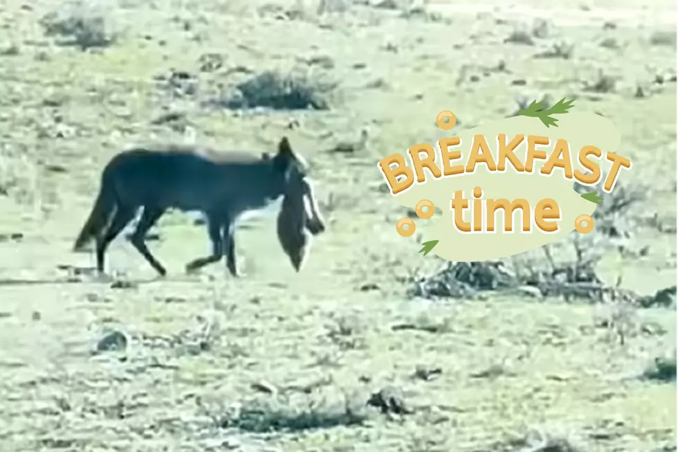 Remarkable Video Captures Yellowstone Wolf Carrying Bison Leg