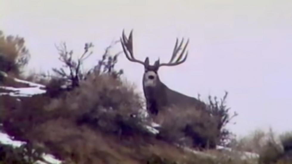 How To Support Wyoming’s Mule Deer And Drink Good Beer