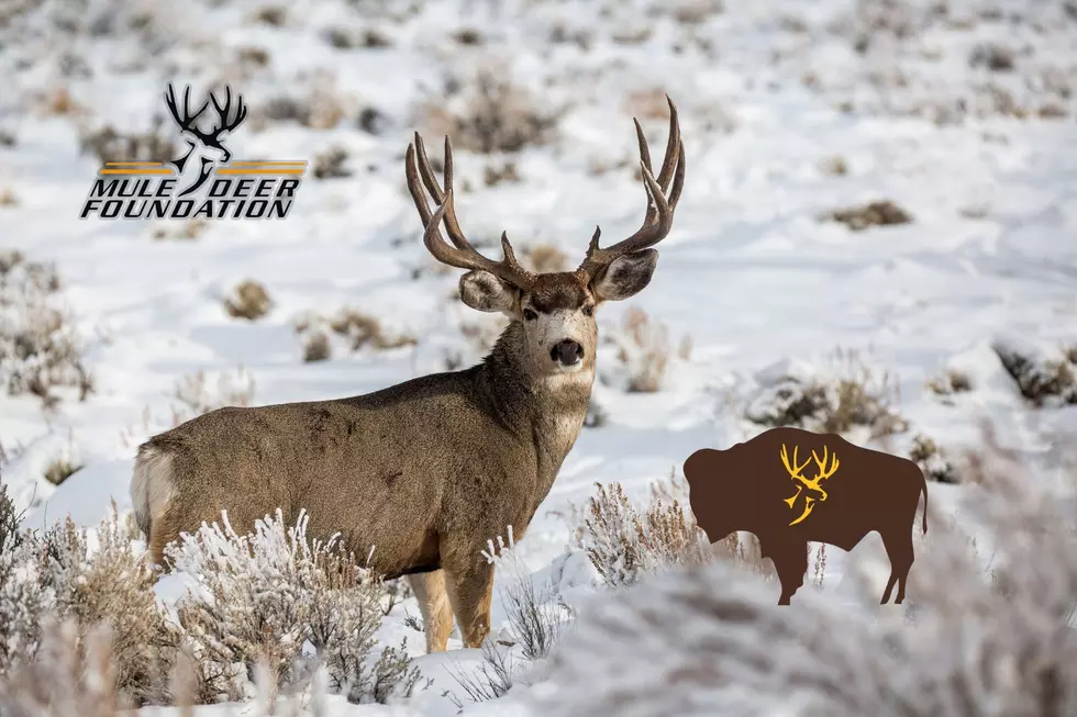 If you Love Mule Deer Check Out The MDF Banquet In Casper
