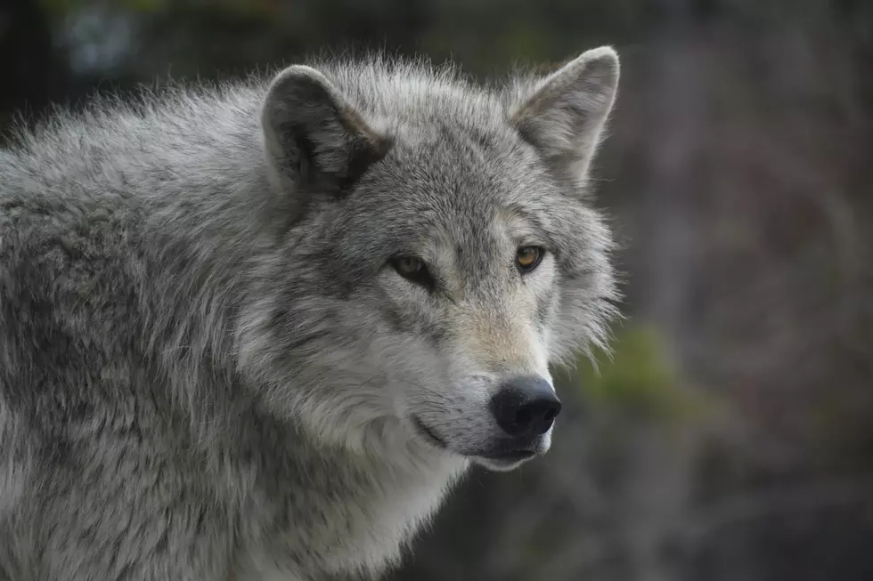 There’s A New Debate Over Wolves’ Impact On Yellowstone