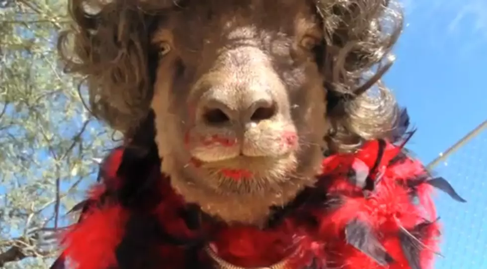 Sheep Dresses Like a Lady for Halloween